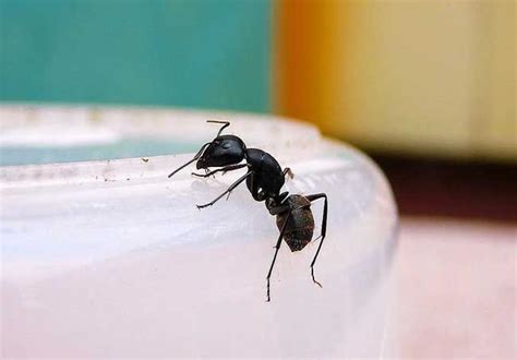 家裡有螞蟻 原因 草蜢进家风水